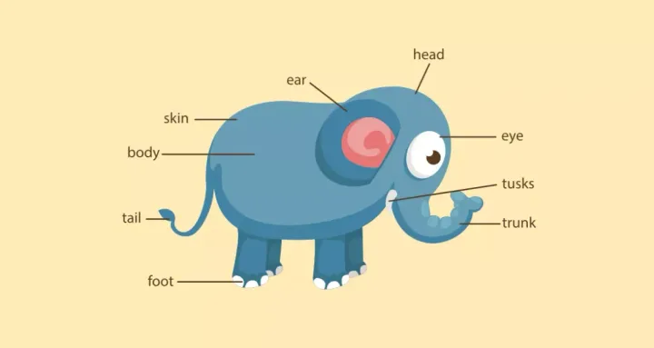 Elephant with labels pointing to head, eye, tusks, trunk, foot, tail, body, skin, ear and head.